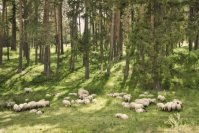 &quot;Peizažas su avytėmis&quot; Birutė Simanavičienė